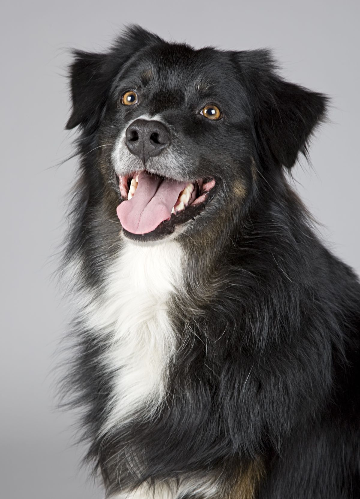 A black dog with its tongue out, thriving on a rich diet