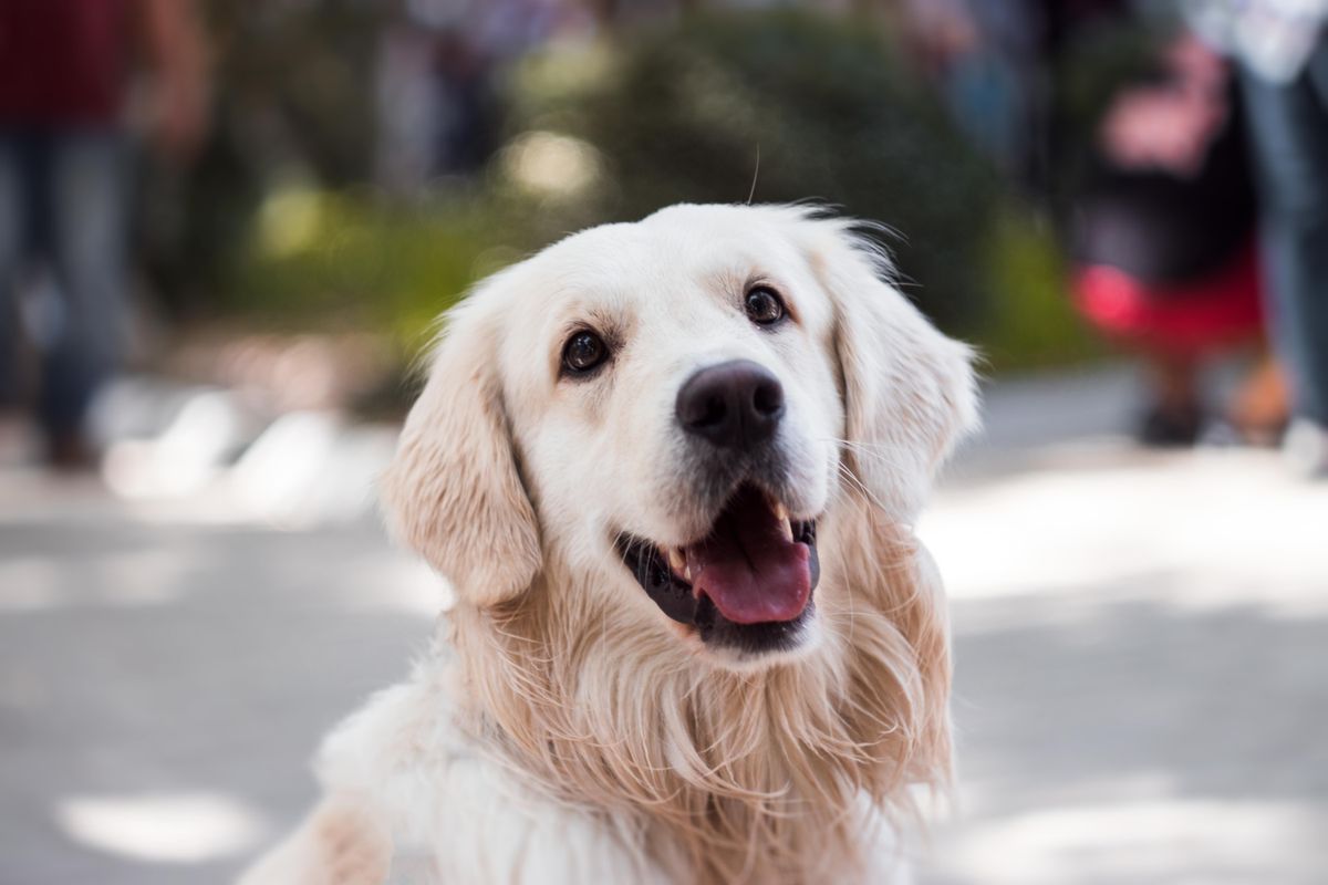 A joyful golden retriever mid-stride, ears flying