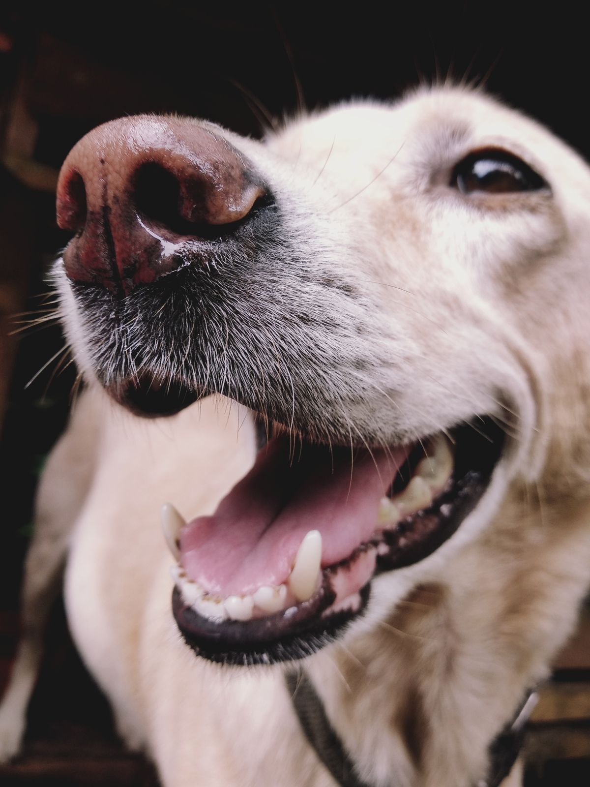 A close-up of a happy, healthy dog