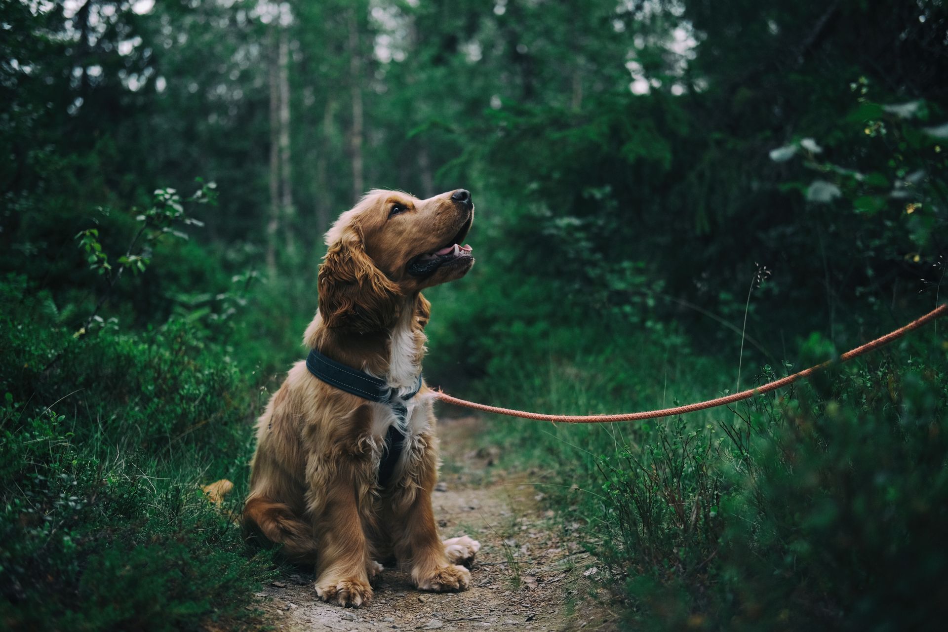 A dog trotting confidently along a sunlit forest trail