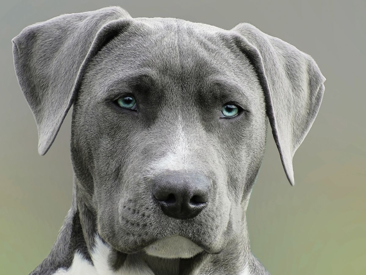 A labrador looking healthy and alert, close up