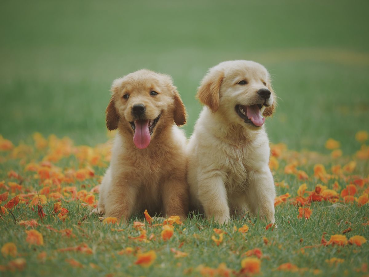 Two golden puppies playing among wildflowers in a field