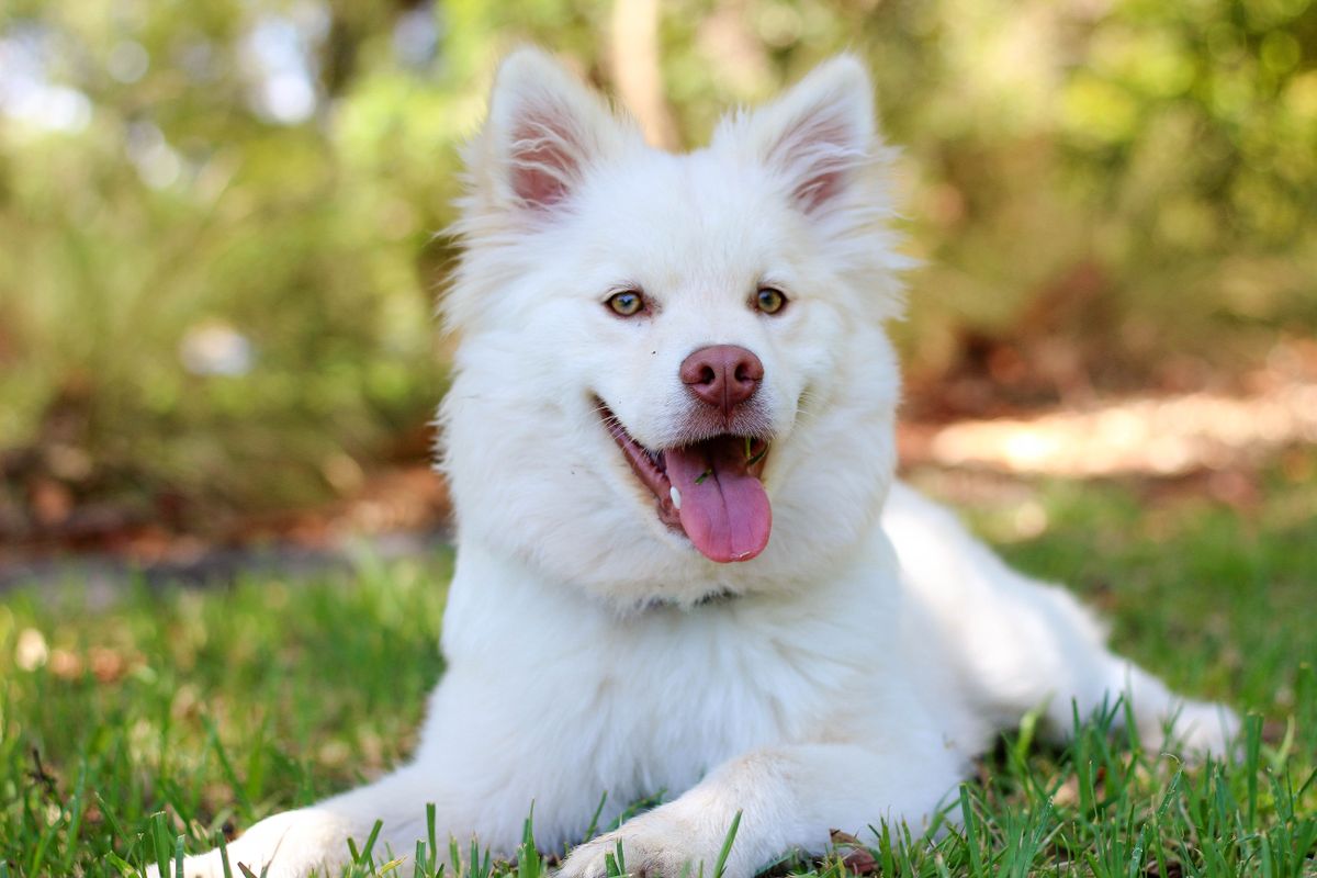 A white samoyed with a glossy coat sitting in green grass