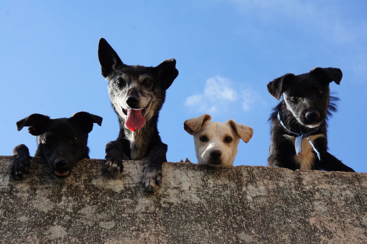 A row of happy dogs sitting together on a wall